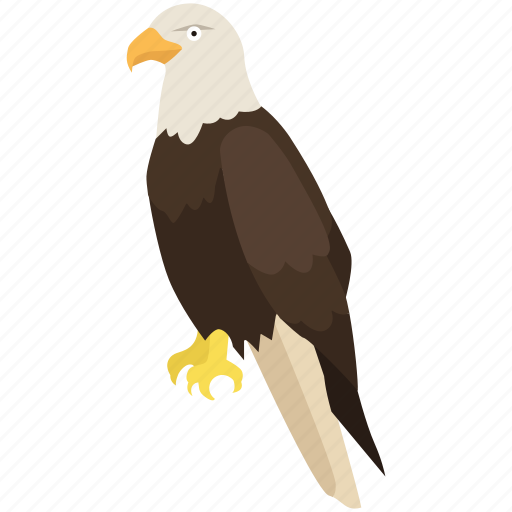 America, bald eagle, falcon, hawk, raptor, usa icon - Download on Iconfinder