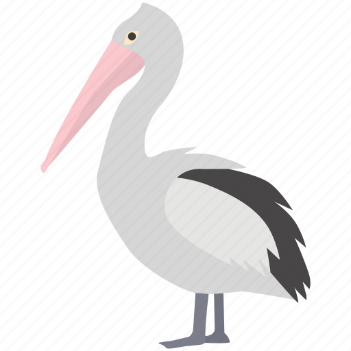 Australian, bird, christian, coastal, pelican, water, white icon - Download on Iconfinder