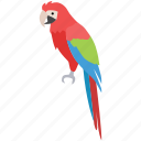 bird, colorful, lorikeet, macaw, parrot, pet, rosella