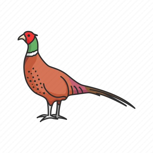 Animal, beak, bird, game bird, pheasant, ring-necked pheasant icon - Download on Iconfinder