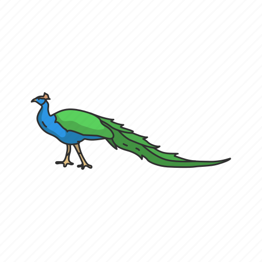 Animal, bird, indian peacock, pavo, peacock, peafowl, peahen icon - Download on Iconfinder