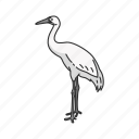 animal, beak, bird, feather, stork, wading bird, wood stork