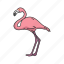 american flamingo, animal, bird, feather, flamingo, wading bird, waterfowl 