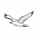 animal, bird, flying bird, gull, migratory bird, sea gull, seagull