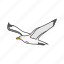 animal, bird, flying bird, gull, migratory bird, sea gull, seagull 