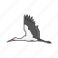 animal, bird, crane, feather, gruidae, whooping crane, wings 