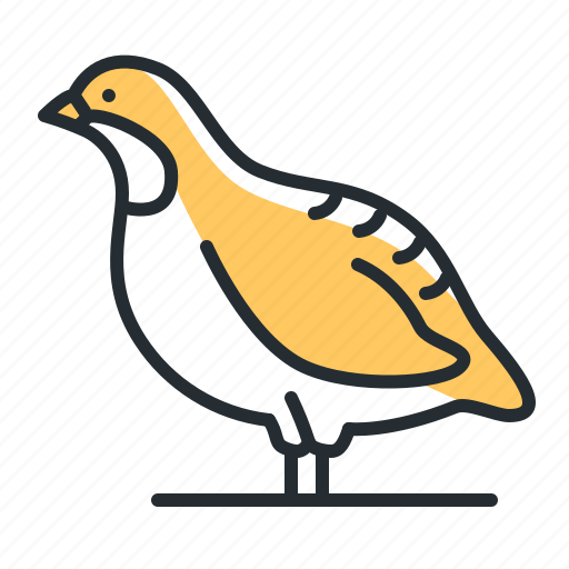 Bird, nature, partridge, wildlife icon - Download on Iconfinder