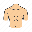 abdomen, body part, chest, male, neck, shoulder, torso 