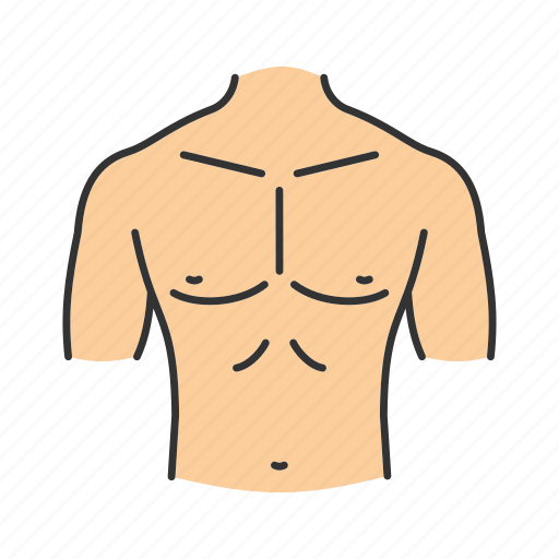 Abdomen, body part, chest, male, neck, shoulder, torso icon - Download on Iconfinder