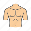 abdomen, body part, chest, male, neck, shoulder, torso 