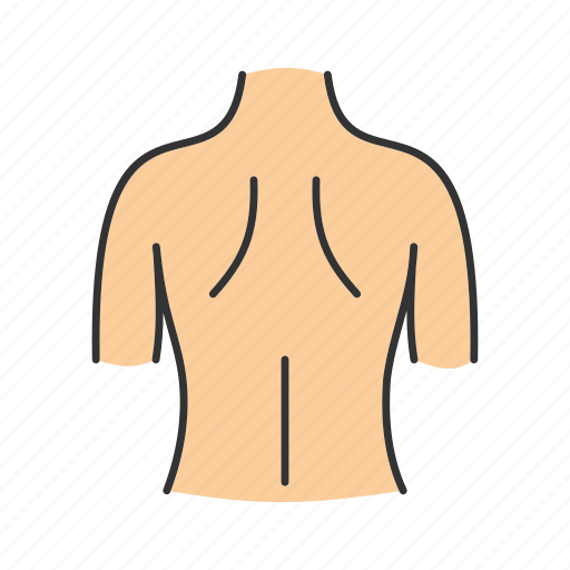 Back, body part, man, muscular, neck, shoulder, spine icon - Download on  Iconfinder