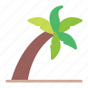 coconut, palm, tree