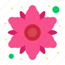 chamomile, floral, flower, plant