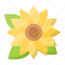sunflower, blossom, nature, petals, botanical, summer, plant