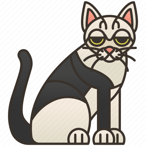 Cat, celtic, european, purebred, shorthair icon - Download on Iconfinder