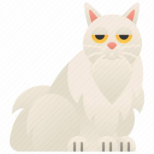 Beautiful, cat, chinchilla, fluffy, longhair icon - Download on Iconfinder