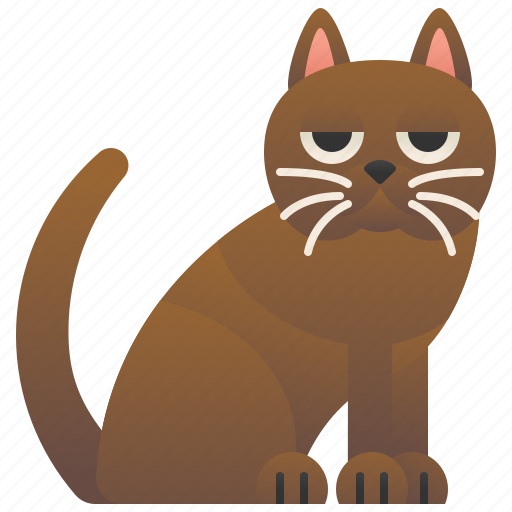 Cat, korat, pedigree, playful, thailand icon - Download on Iconfinder
