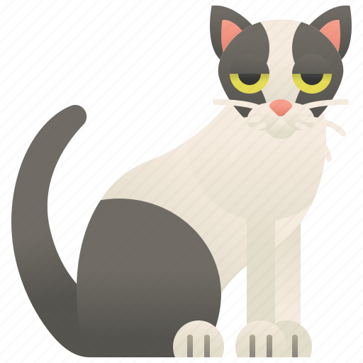 Adorable, cat, domestic, pet, snowshoe icon - Download on Iconfinder
