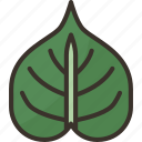 bodhi, leaf, plant, buddhism, foliage