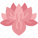 lotus, flower, blossom, meditation, garden