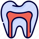 anatomy, canal, dentist, health, medical, root, tooth