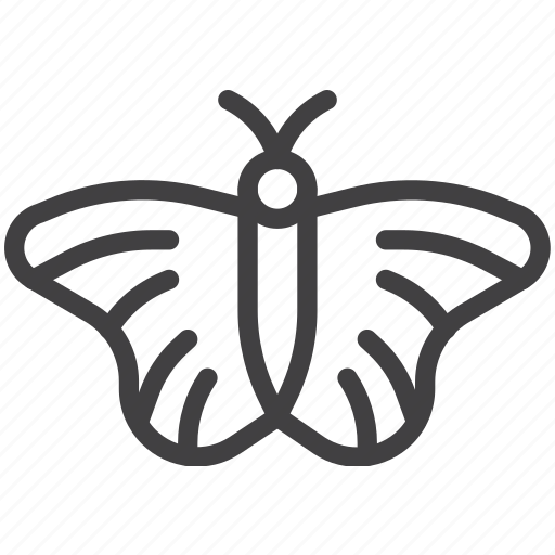 Butterfly, insect, moth icon - Download on Iconfinder