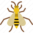 bug, insect, nature, wasp