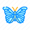 giant, blue, morpho, spring, butterfly, white