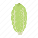 cabbage, food, leaf, peking, swing, vegetable, white cabbage