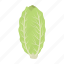 cabbage, food, leaf, peking, swing, vegetable, white cabbage 