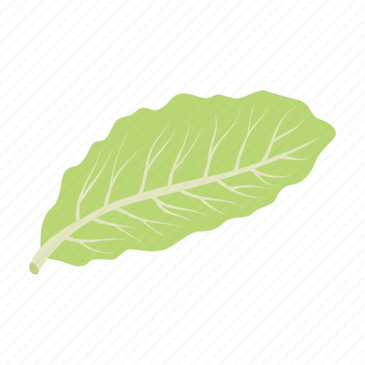 Cabbage, food, leaf, peking, swing, vegetable, white cabbage icon - Download on Iconfinder