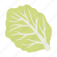 cabbage, food, leaf, swing, vegetable, white cabbage 