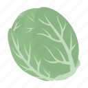 cabbage, food, leaf, peking, swing, vegetable, white cabbage