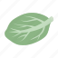 cabbage, food, leaf, swing, vegetable, white cabbage 