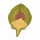 cabbage, food, leaf, swing, vegetable, white cabbage