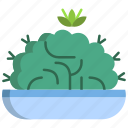 brain, cactus