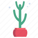 cactus, 10saguaro, 2 