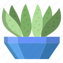 cactus, 2, century 