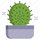 cactus, hahniana 
