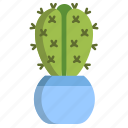 cactus, cristata