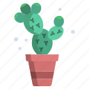 prickly, pear, cactus