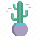 saguaro, cactus