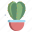 star, cactus 