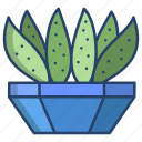 cactus, 2, century