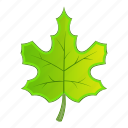 green, leaf, maple, nature