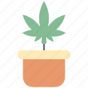 pot, plant pot, cannabis, marijuana, plant, nature, leaf
