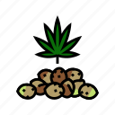 cannabis, seeds, plant, leaf, weed, hemp