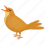 brown bird, common myna, feather creature, fowl, sparrow 