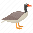 canadian goose, goose decoys, sparkling goose, specklebelly bird, wild goose