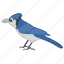 blue jay, feather creature, fowl, mockingbird, pet animal 